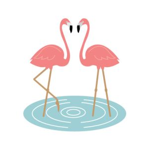 Flamingos