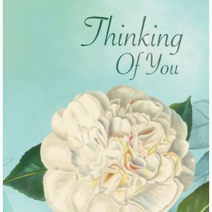 Thinking Of You Camelia