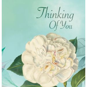 Thinking of You Camelia