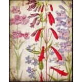 Red Flowers