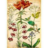 Red Lillies