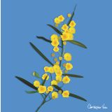 Wattle