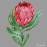 Protea