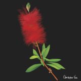Bottle Brush
