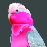 Pink Galah