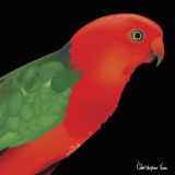 King Parrot