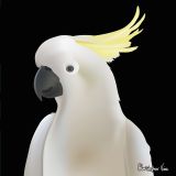 Cockatoo
