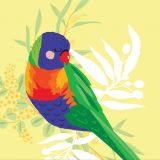 Rainbow Lorikeet