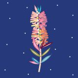 Bottlebrush