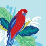 Crimson Rosella