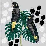 Yellow Tailed Black Cockatoos