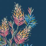 Rainbow Grevilleas