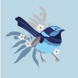 Superb Fairy Wren