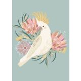 Sulphur Crested Cockatoo