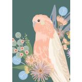 Galah