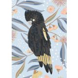 Yellow Tailed Black Cockatoo