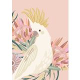 Pink Sulphur Crested Cockatoo