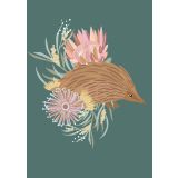 Echidna