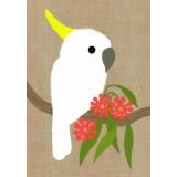 Cockatoo 