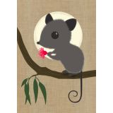 Possum