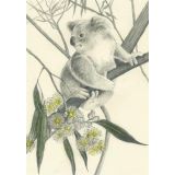 Koala on Branch 