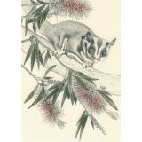Sugar Glider 