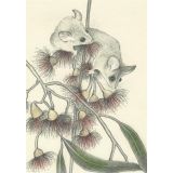 Pygmy Possum 