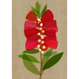 Crimson Bottlebrush 