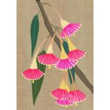 Eucalyptus Leucoxylon 