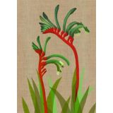 Kangaroo Paw 
