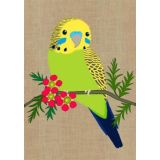 Budgerigar 