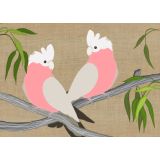 Galahs