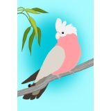 Sky Blue Galah