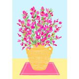 Pink Boronia
