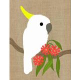Cockatoo 