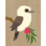 Kookaburra 