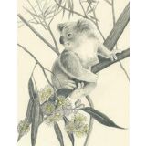 Koala on Branch 
