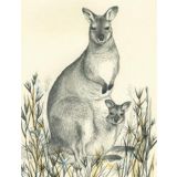 Red Necked Wallaby 