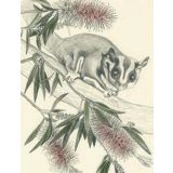 Sugar Glider 