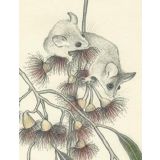 Pygmy Possum 