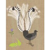 Lyre Bird 
