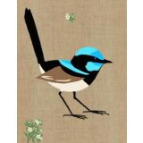 Superb Fairy Wren