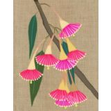 Eucalyptus Leucoxylon 
