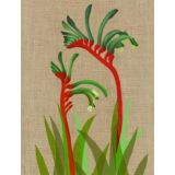 Kangaroo Paw 