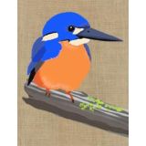 Kingfisher 
