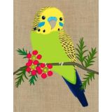 Budgerigar 