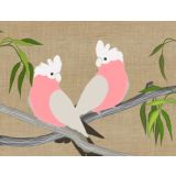 Galahs