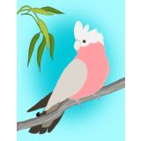 Sky Blue Galah