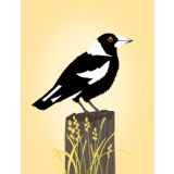 Pale Yellow Magpie