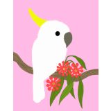 Pink Galah